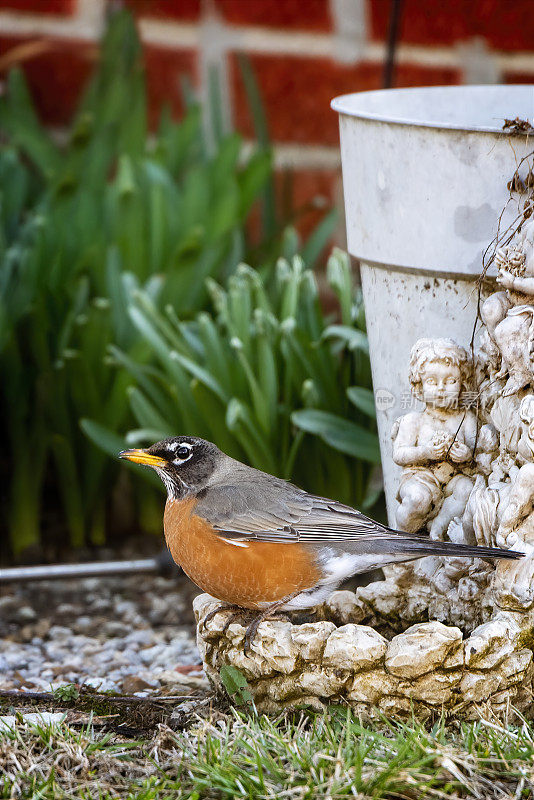 美洲知更鸟（Turdus migratorius